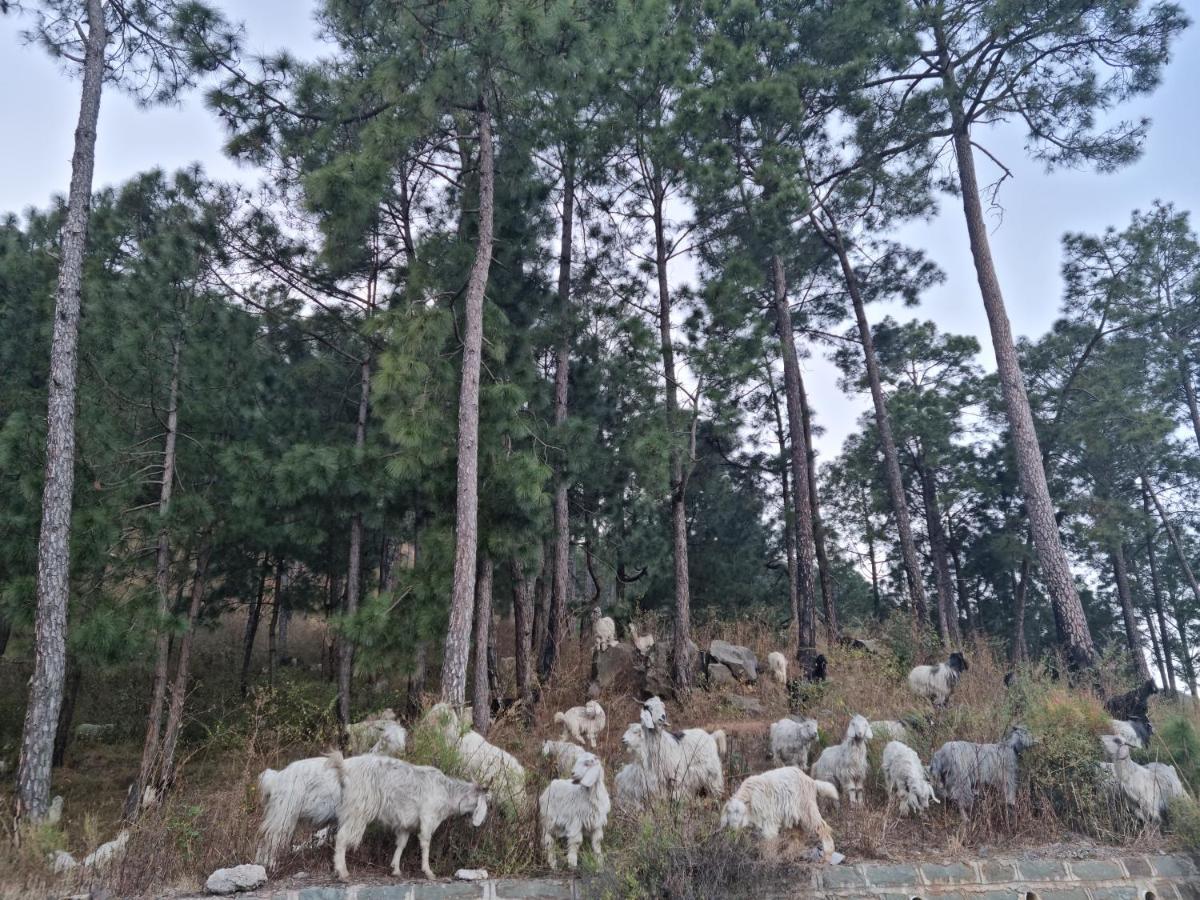 Vista Cottage Solan Ngoại thất bức ảnh